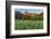 Wildflowers in the Cut Bank Valley of Glacier National Park, Montana, USA-Chuck Haney-Framed Photographic Print