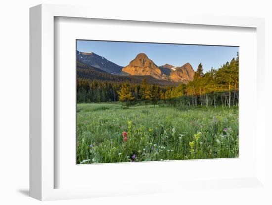 Wildflowers in the Cut Bank Valley of Glacier National Park, Montana, USA-Chuck Haney-Framed Photographic Print