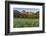 Wildflowers in the Cut Bank Valley of Glacier National Park, Montana, USA-Chuck Haney-Framed Photographic Print