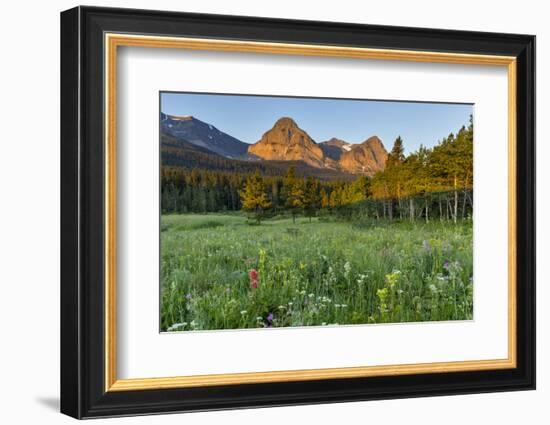 Wildflowers in the Cut Bank Valley of Glacier National Park, Montana, USA-Chuck Haney-Framed Photographic Print