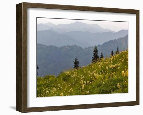 Wildflowers in the Tatoosh Wilderness, Washington Cascade Range, USA-Janis Miglavs-Framed Photographic Print