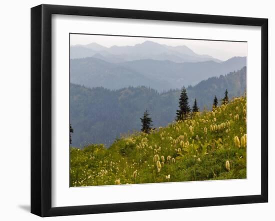 Wildflowers in the Tatoosh Wilderness, Washington Cascade Range, USA-Janis Miglavs-Framed Photographic Print