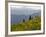 Wildflowers in the Tatoosh Wilderness, Washington Cascade Range, USA-Janis Miglavs-Framed Photographic Print