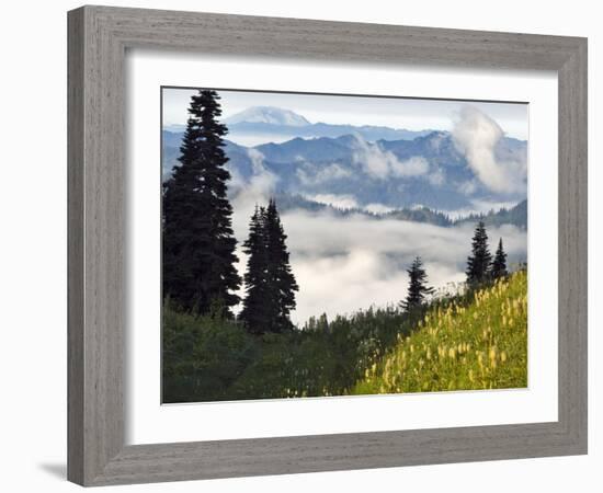 Wildflowers in the Tatoosh Wilderness, Washington Cascade Range, USA-Janis Miglavs-Framed Photographic Print