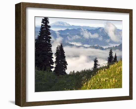 Wildflowers in the Tatoosh Wilderness, Washington Cascade Range, USA-Janis Miglavs-Framed Photographic Print