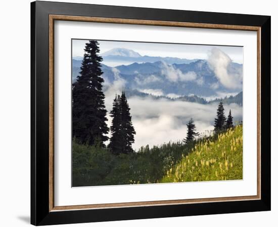 Wildflowers in the Tatoosh Wilderness, Washington Cascade Range, USA-Janis Miglavs-Framed Photographic Print