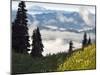 Wildflowers in the Tatoosh Wilderness, Washington Cascade Range, USA-Janis Miglavs-Mounted Photographic Print