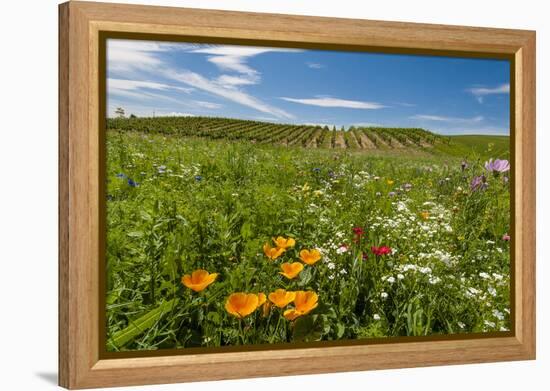 Wildflowers in Walla Walla Wine Country, Walla Walla, Washington, USA-Richard Duval-Framed Premier Image Canvas