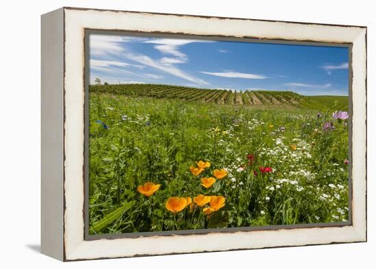 Wildflowers in Walla Walla Wine Country, Walla Walla, Washington, USA-Richard Duval-Framed Premier Image Canvas