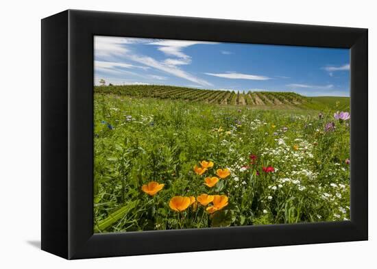 Wildflowers in Walla Walla Wine Country, Walla Walla, Washington, USA-Richard Duval-Framed Premier Image Canvas