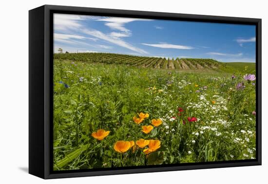 Wildflowers in Walla Walla Wine Country, Walla Walla, Washington, USA-Richard Duval-Framed Premier Image Canvas