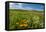 Wildflowers in Walla Walla Wine Country, Walla Walla, Washington, USA-Richard Duval-Framed Premier Image Canvas