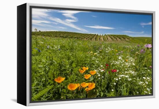 Wildflowers in Walla Walla Wine Country, Walla Walla, Washington, USA-Richard Duval-Framed Premier Image Canvas