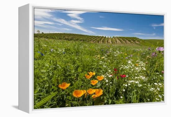 Wildflowers in Walla Walla Wine Country, Walla Walla, Washington, USA-Richard Duval-Framed Premier Image Canvas