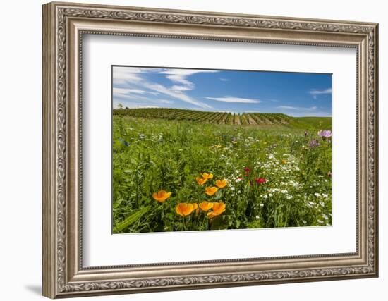 Wildflowers in Walla Walla Wine Country, Walla Walla, Washington, USA-Richard Duval-Framed Photographic Print