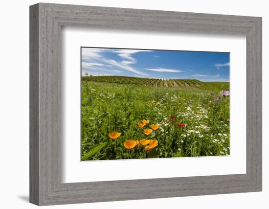 Wildflowers in Walla Walla Wine Country, Walla Walla, Washington, USA-Richard Duval-Framed Photographic Print