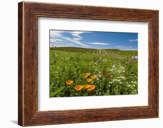 Wildflowers in Walla Walla Wine Country, Walla Walla, Washington, USA-Richard Duval-Framed Photographic Print