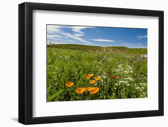 Wildflowers in Walla Walla Wine Country, Walla Walla, Washington, USA-Richard Duval-Framed Photographic Print