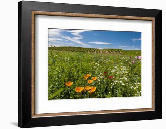 Wildflowers in Walla Walla Wine Country, Walla Walla, Washington, USA-Richard Duval-Framed Photographic Print