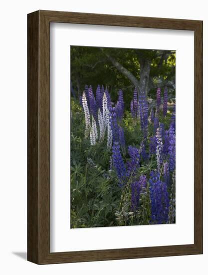 Wildflowers (Lupine)-Lynn M^ Stone-Framed Photographic Print