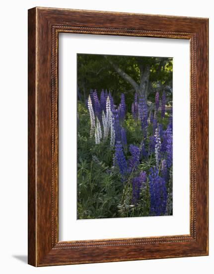 Wildflowers (Lupine)-Lynn M^ Stone-Framed Photographic Print