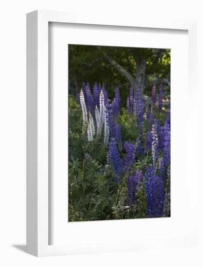 Wildflowers (Lupine)-Lynn M^ Stone-Framed Photographic Print