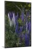 Wildflowers (Lupine)-Lynn M^ Stone-Mounted Photographic Print