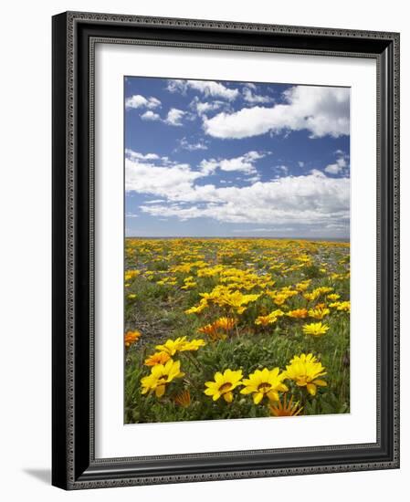 Wildflowers, Marine Parade, Napier Waterfront, Hawkes Bay, North Island, New Zealand-David Wall-Framed Photographic Print