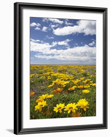 Wildflowers, Marine Parade, Napier Waterfront, Hawkes Bay, North Island, New Zealand-David Wall-Framed Photographic Print