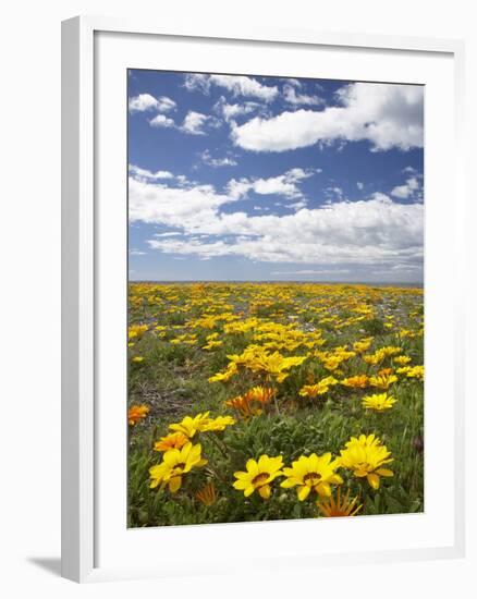 Wildflowers, Marine Parade, Napier Waterfront, Hawkes Bay, North Island, New Zealand-David Wall-Framed Photographic Print