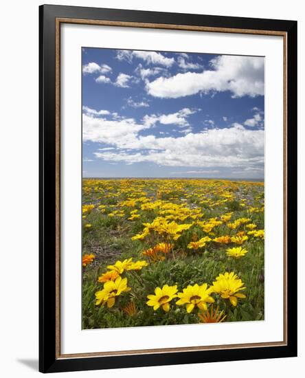 Wildflowers, Marine Parade, Napier Waterfront, Hawkes Bay, North Island, New Zealand-David Wall-Framed Photographic Print