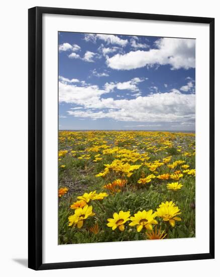 Wildflowers, Marine Parade, Napier Waterfront, Hawkes Bay, North Island, New Zealand-David Wall-Framed Photographic Print