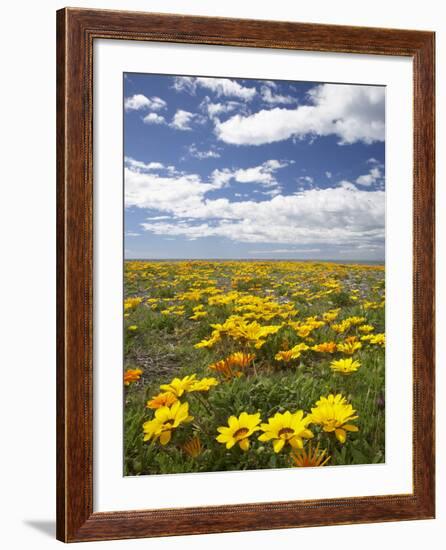 Wildflowers, Marine Parade, Napier Waterfront, Hawkes Bay, North Island, New Zealand-David Wall-Framed Photographic Print