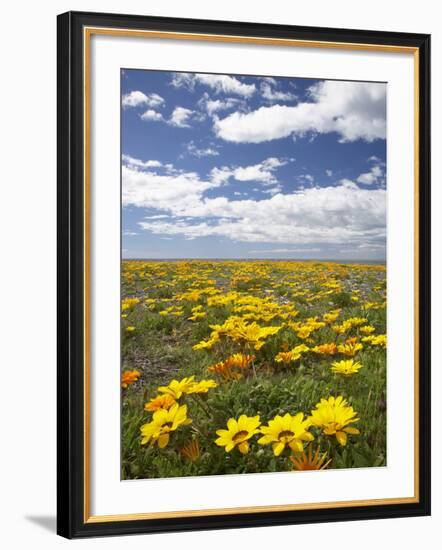 Wildflowers, Marine Parade, Napier Waterfront, Hawkes Bay, North Island, New Zealand-David Wall-Framed Photographic Print