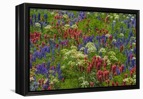 Wildflowers, Mount Timpanogos, Uintah-Wasatch-Cache Nf, Utah-Howie Garber-Framed Premier Image Canvas