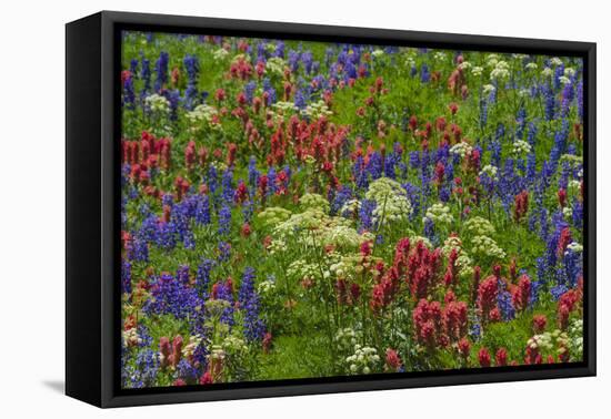 Wildflowers, Mount Timpanogos, Uintah-Wasatch-Cache Nf, Utah-Howie Garber-Framed Premier Image Canvas