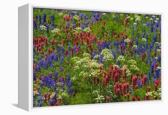 Wildflowers, Mount Timpanogos, Uintah-Wasatch-Cache Nf, Utah-Howie Garber-Framed Premier Image Canvas