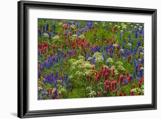 Wildflowers, Mount Timpanogos, Uintah-Wasatch-Cache Nf, Utah-Howie Garber-Framed Photographic Print