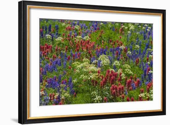 Wildflowers, Mount Timpanogos, Uintah-Wasatch-Cache Nf, Utah-Howie Garber-Framed Photographic Print