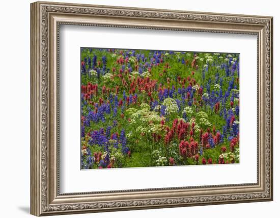 Wildflowers, Mount Timpanogos, Uintah-Wasatch-Cache Nf, Utah-Howie Garber-Framed Photographic Print