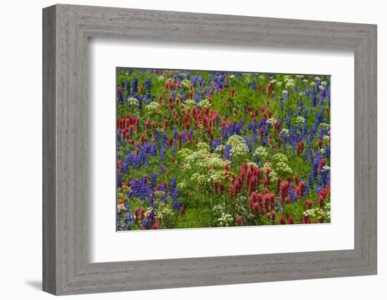 Wildflowers, Mount Timpanogos, Uintah-Wasatch-Cache Nf, Utah-Howie Garber-Framed Photographic Print