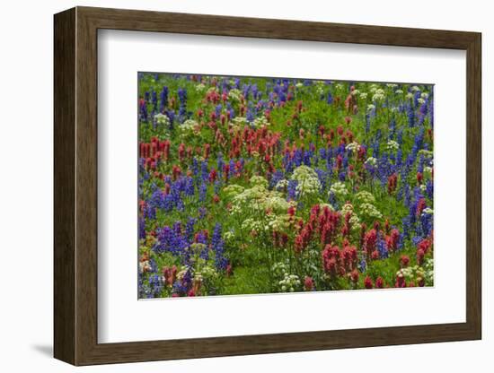 Wildflowers, Mount Timpanogos, Uintah-Wasatch-Cache Nf, Utah-Howie Garber-Framed Photographic Print