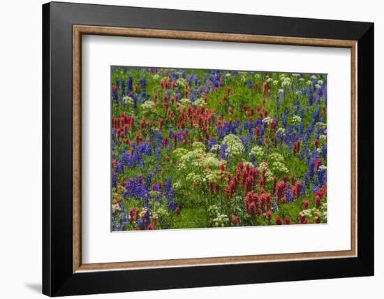 Wildflowers, Mount Timpanogos, Uintah-Wasatch-Cache Nf, Utah-Howie Garber-Framed Photographic Print