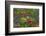 Wildflowers, Mount Timpanogos, Uintah-Wasatch-Cache Nf, Utah-Howie Garber-Framed Photographic Print