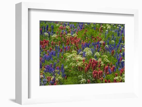 Wildflowers, Mount Timpanogos, Uintah-Wasatch-Cache Nf, Utah-Howie Garber-Framed Photographic Print