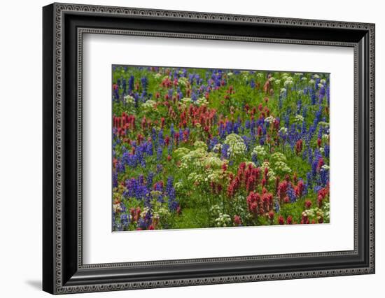 Wildflowers, Mount Timpanogos, Uintah-Wasatch-Cache Nf, Utah-Howie Garber-Framed Photographic Print