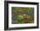 Wildflowers, Mount Timpanogos, Uintah-Wasatch-Cache Nf, Utah-Howie Garber-Framed Photographic Print