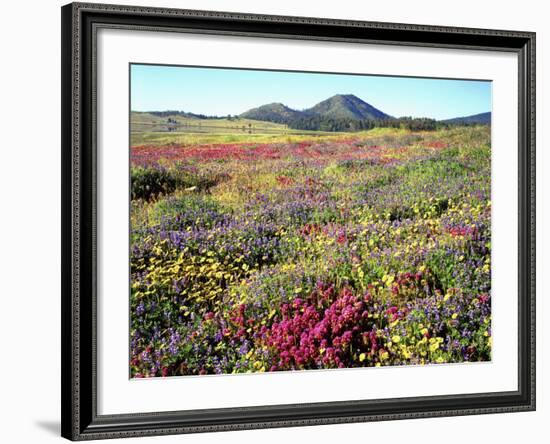 Wildflowers Near Lake Cuyamaca and Stonewall Peak, Cuyamaca Rancho State Park, California, USA-Christopher Talbot Frank-Framed Photographic Print