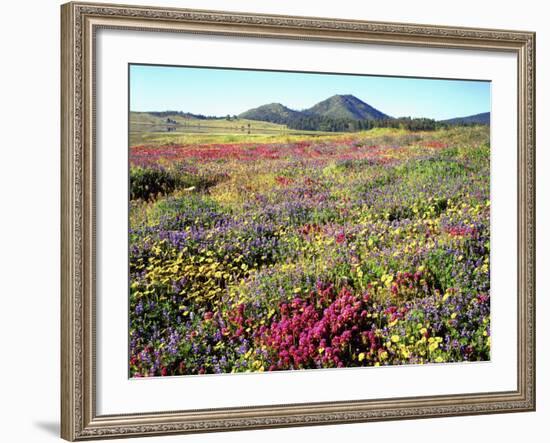 Wildflowers Near Lake Cuyamaca and Stonewall Peak, Cuyamaca Rancho State Park, California, USA-Christopher Talbot Frank-Framed Photographic Print