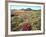 Wildflowers Near Lake Cuyamaca and Stonewall Peak, Cuyamaca Rancho State Park, California, USA-Christopher Talbot Frank-Framed Photographic Print